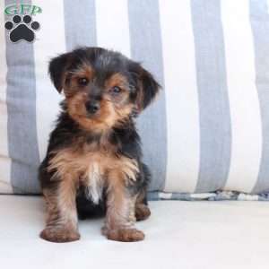 Bentley, Yorkie Puppy