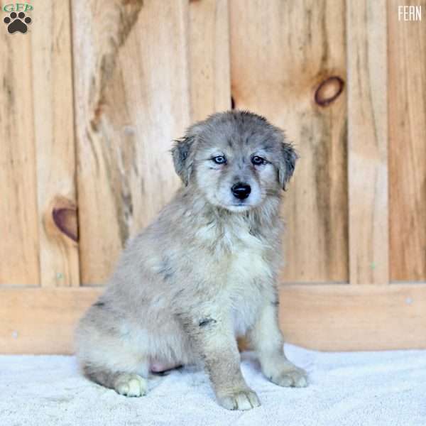 Fern, Australian Shepherd Puppy