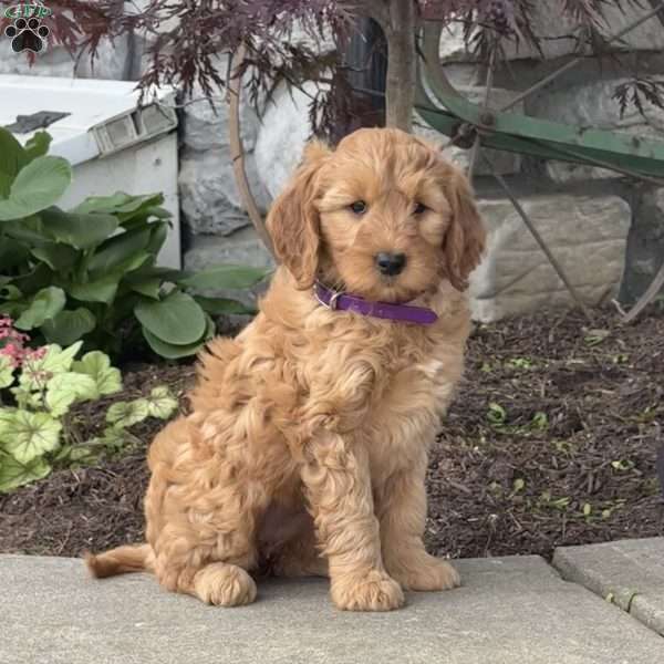 Hannah, Goldendoodle Puppy