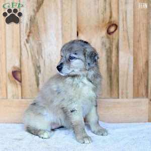 Fern, Australian Shepherd Puppy