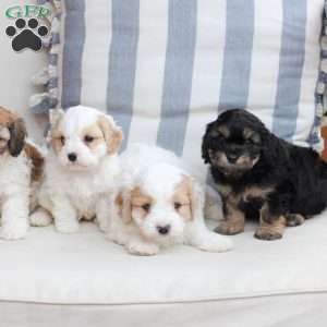 Millie, Cavachon Puppy