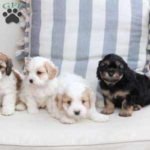 Zoe, Cavachon Puppy