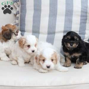 Charlie, Cavachon Puppy