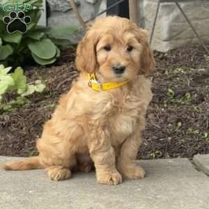 Harley, Goldendoodle Puppy