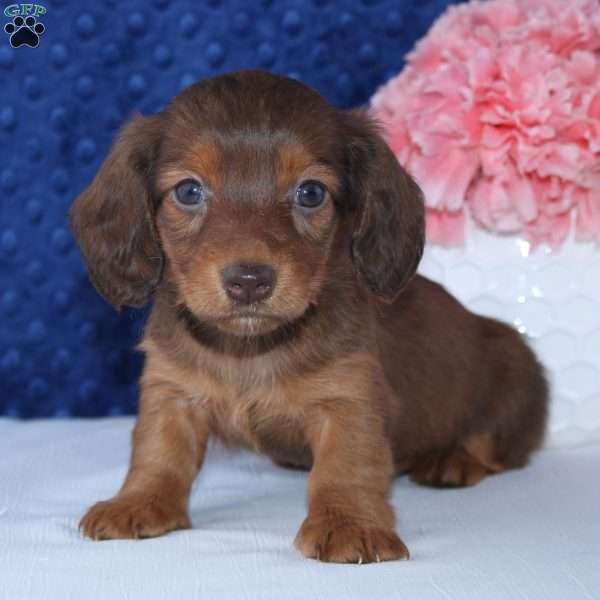 Shelly, Dachshund Puppy
