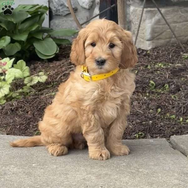 Harley, Goldendoodle Puppy