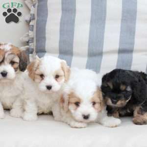 Zoe, Cavachon Puppy