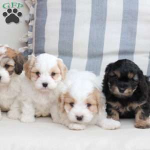 Millie, Cavachon Puppy