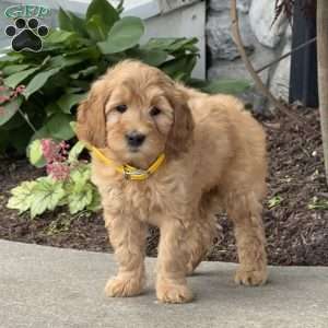 Harley, Goldendoodle Puppy