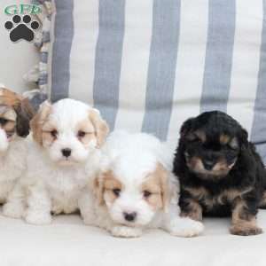 Charlie, Cavachon Puppy