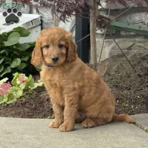 Hunter, Goldendoodle Puppy