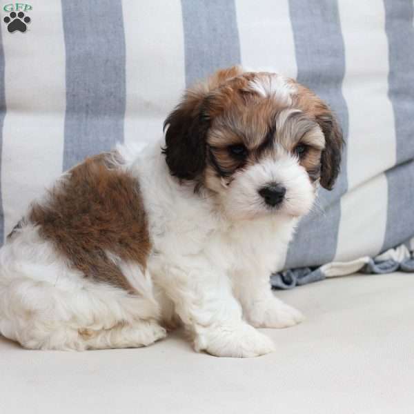 Cooper, Cavachon Puppy