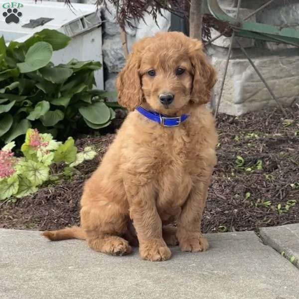 Hunter, Goldendoodle Puppy