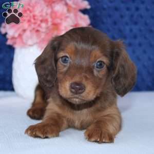 Shelly, Dachshund Puppy