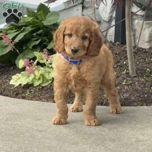 Hunter, Goldendoodle Puppy