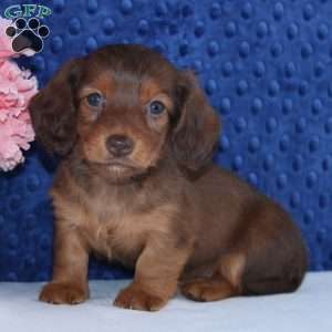 Shelly, Dachshund Puppy