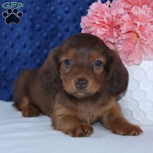 Shelly, Dachshund Puppy
