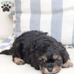 Charlie, Cavachon Puppy