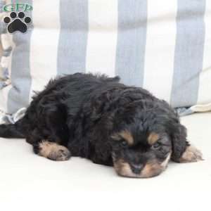 Charlie, Cavachon Puppy
