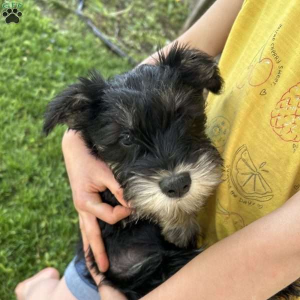 Pip, Miniature Schnauzer Puppy