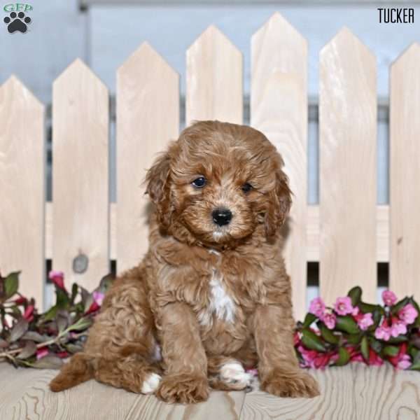 Tucker, Cavapoo Puppy