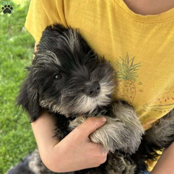 Lily, Miniature Schnauzer Puppy