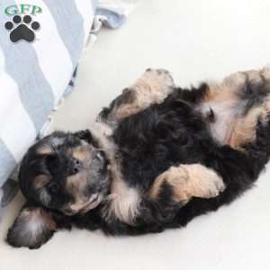 Charlie, Cavachon Puppy