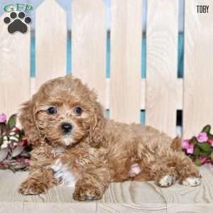 Toby, Cavapoo Puppy