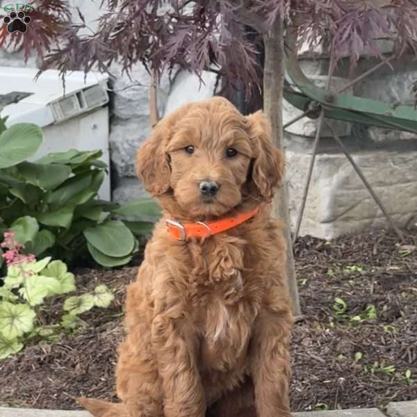 Heaven, Goldendoodle Puppy