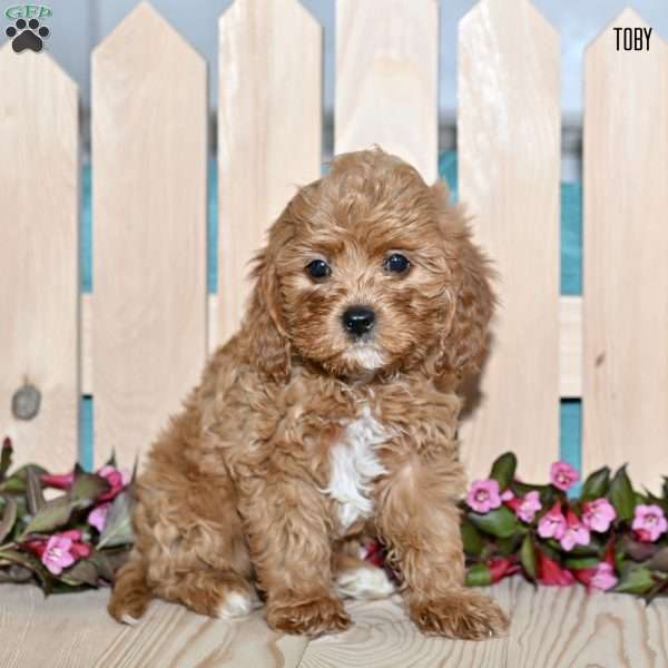 Toby, Cavapoo Puppy
