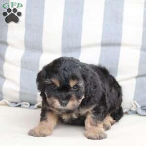Charlie, Cavachon Puppy
