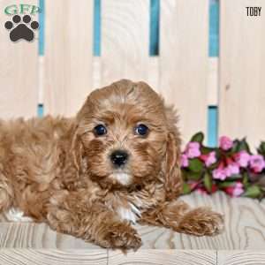 Toby, Cavapoo Puppy