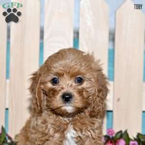 Toby, Cavapoo Puppy