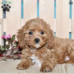 Toby, Cavapoo Puppy