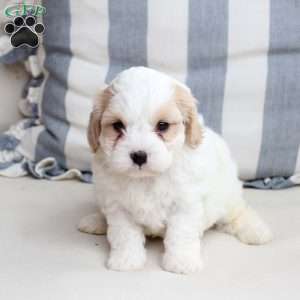 Zoe, Cavachon Puppy