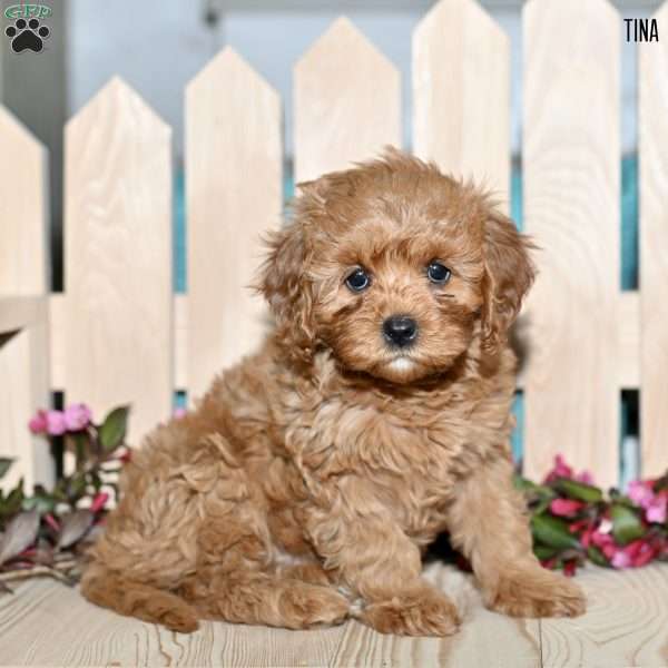Tina, Cavapoo Puppy
