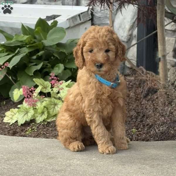 Hallie, Goldendoodle Puppy