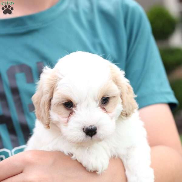 Zoe, Cavachon Puppy