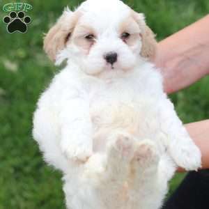 Zoe, Cavachon Puppy