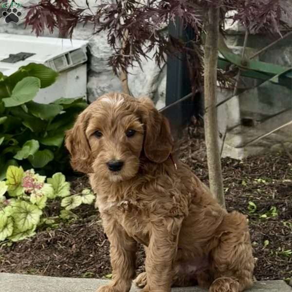 Harvey, Goldendoodle Puppy