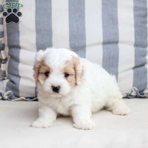 Zoe, Cavachon Puppy
