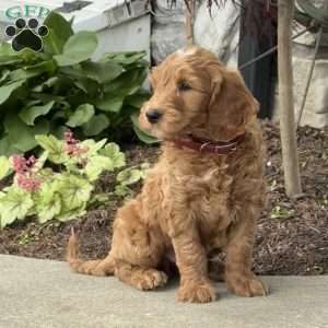 Harvey, Goldendoodle Puppy
