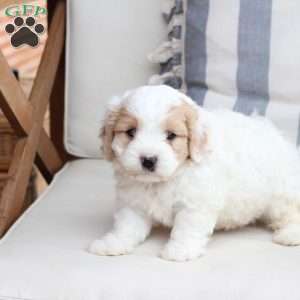 Millie, Cavachon Puppy