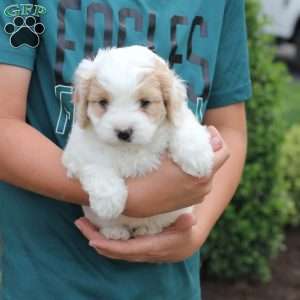 Millie, Cavachon Puppy