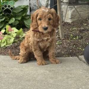 Harvey, Goldendoodle Puppy