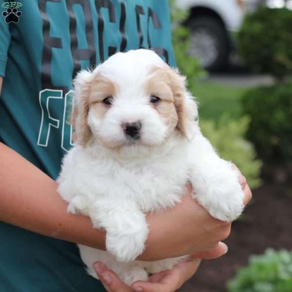 Millie, Cavachon Puppy