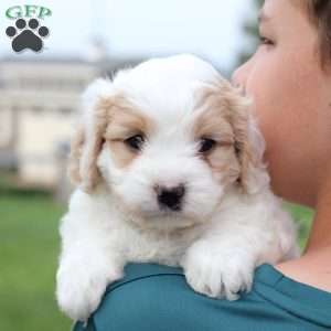 Millie, Cavachon Puppy