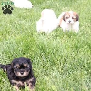 Charlie, Cavachon Puppy
