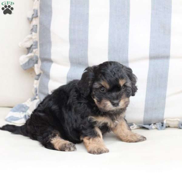 Charlie, Cavachon Puppy