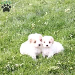 Zoe, Cavachon Puppy